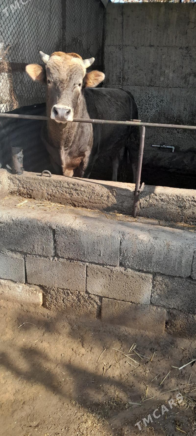 okuz - Ашхабад - img 3