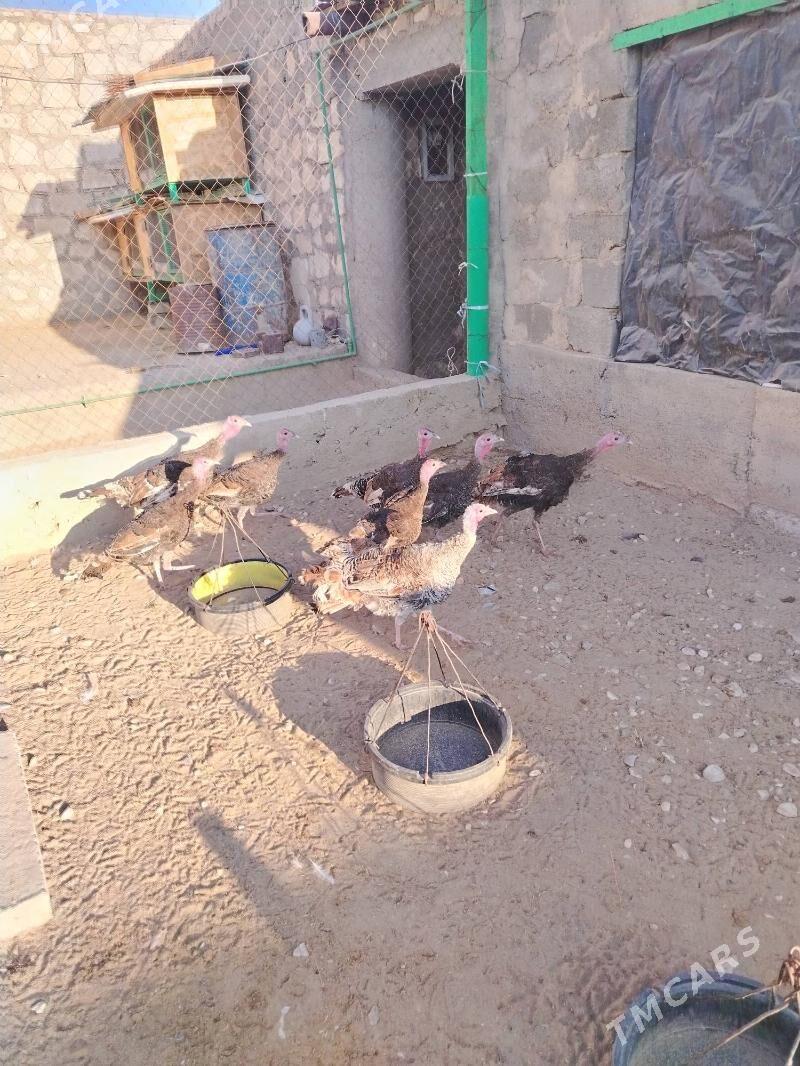 Induk - Джебел - img 1