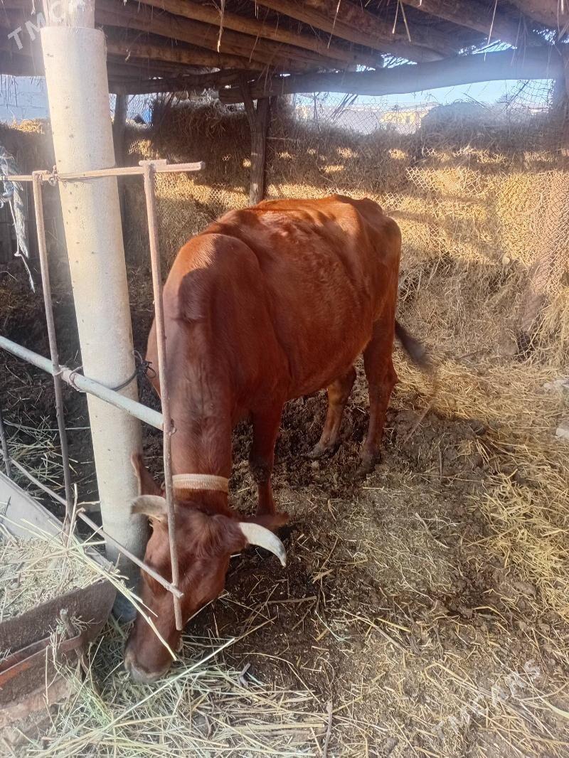 sygyrlar - Туркменабат - img 1