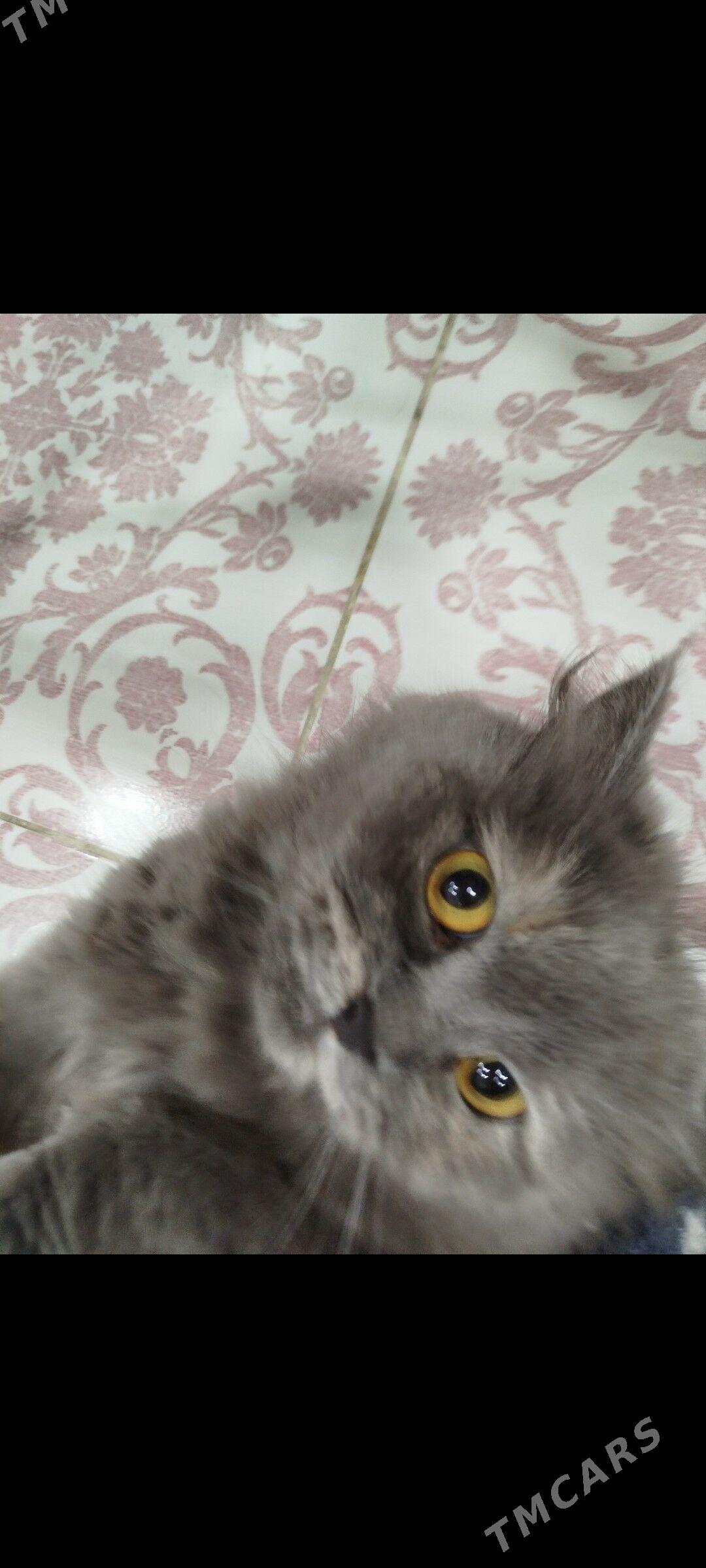 Отдам кошку в добрые руки - Aşgabat - img 3