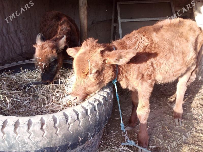 höjekler - Чарджоу - img 2