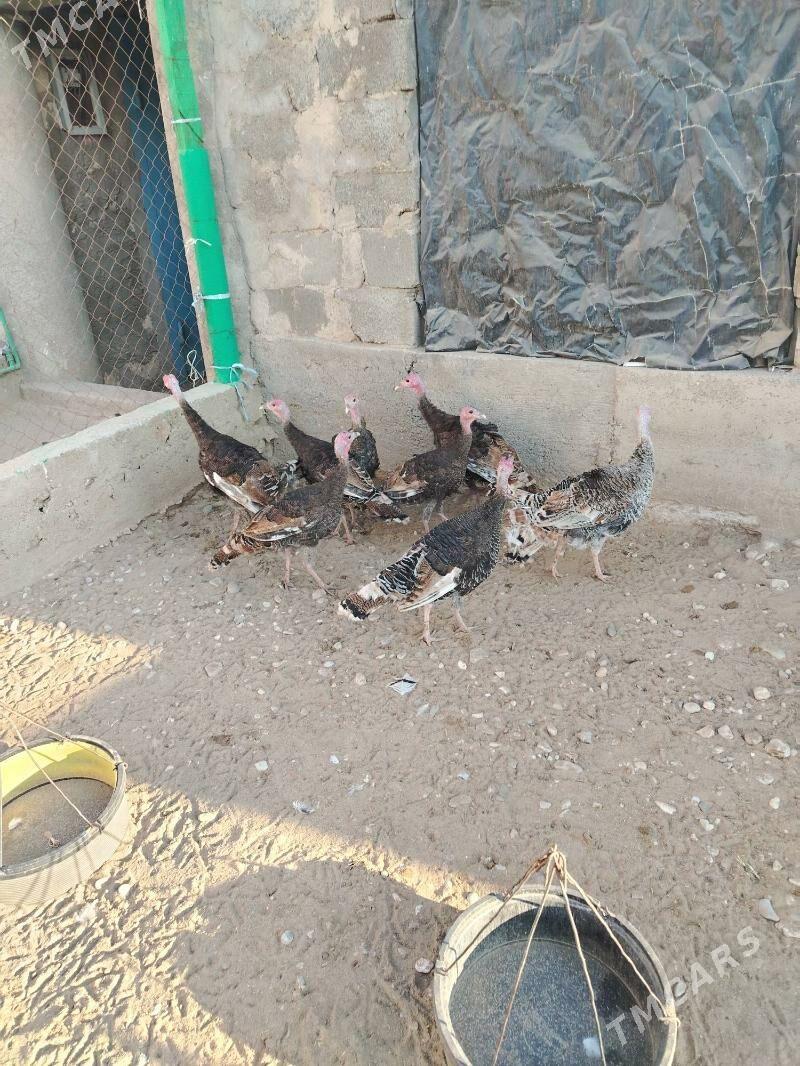 Induk - Jebel - img 4