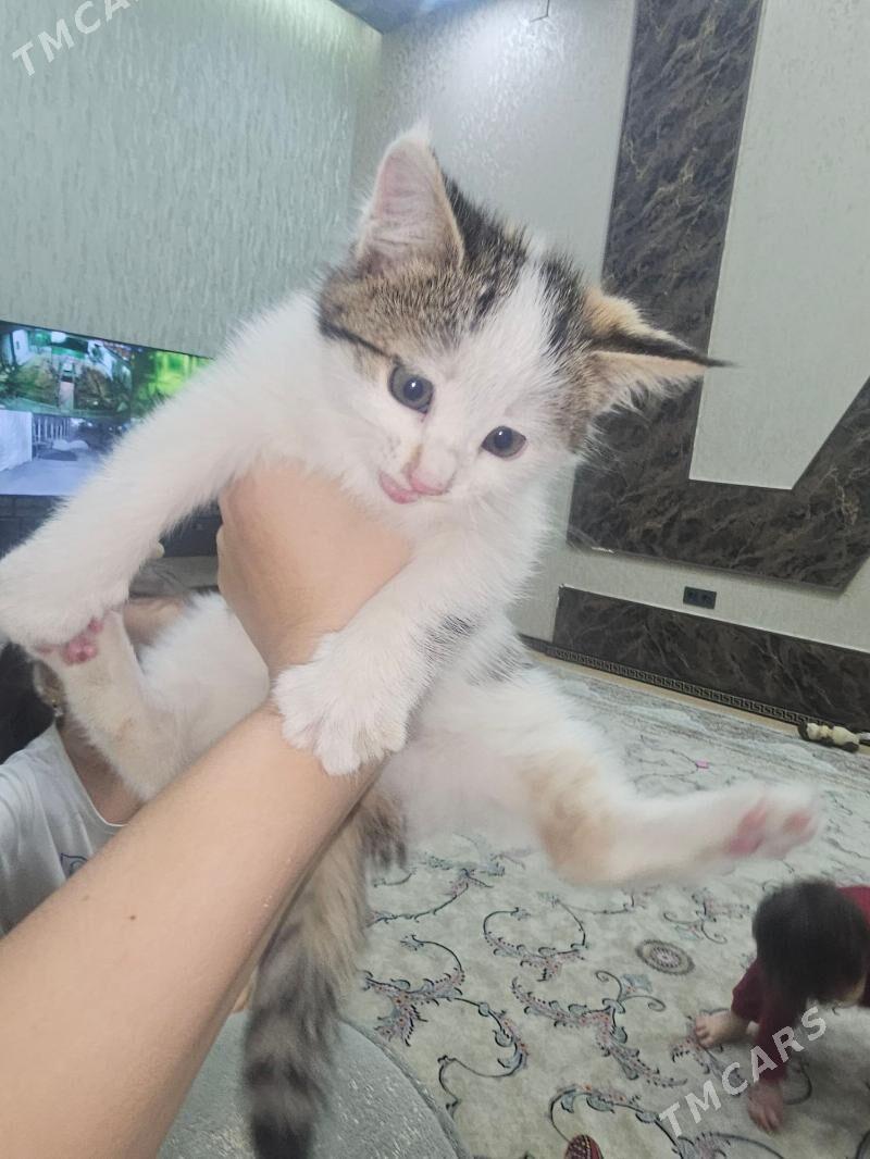 2aylyk - Ашхабад - img 2