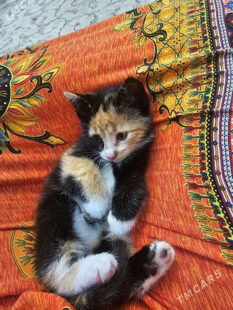 2aylyk - Ашхабад - img 3