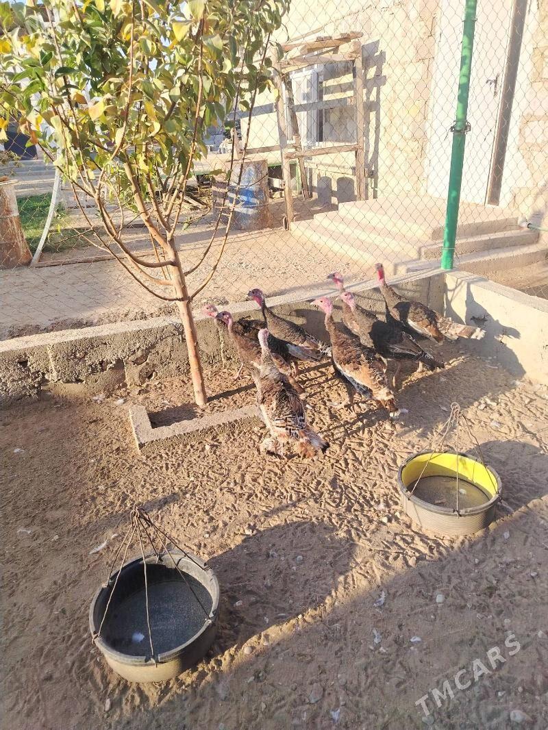 Induk - Jebel - img 2