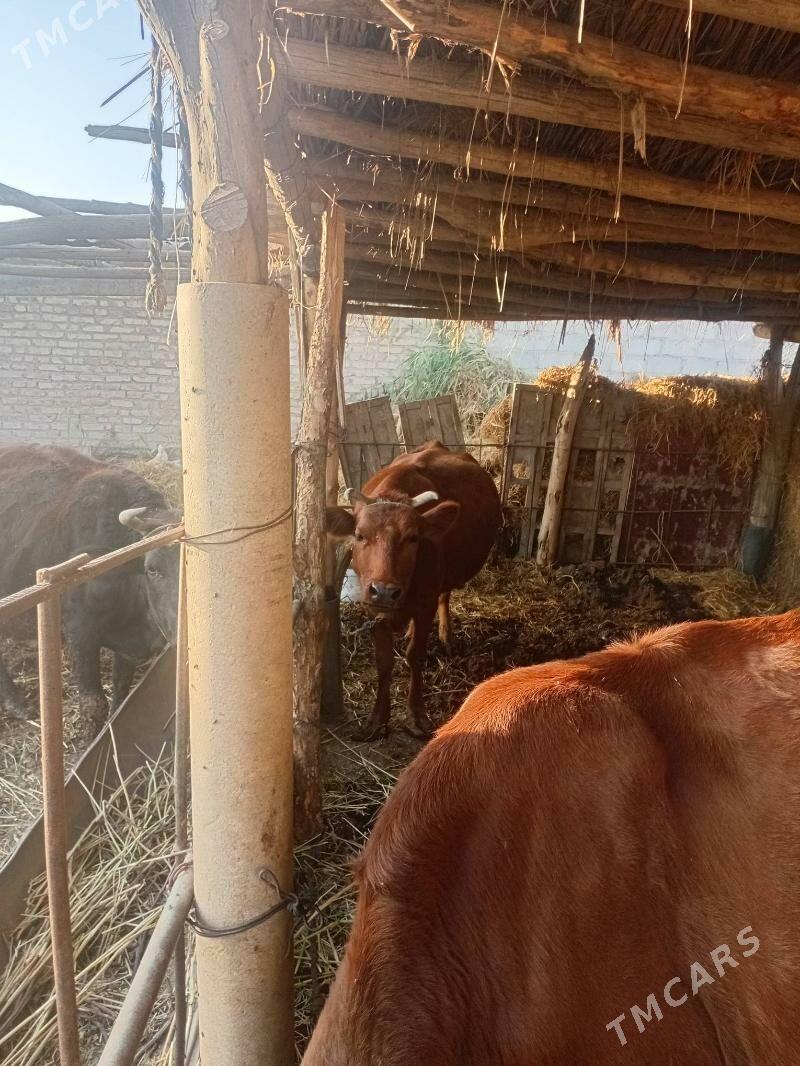 sygyrlar - Туркменабат - img 2