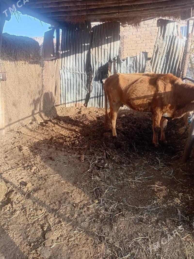 sygyrlar - Туркменабат - img 3