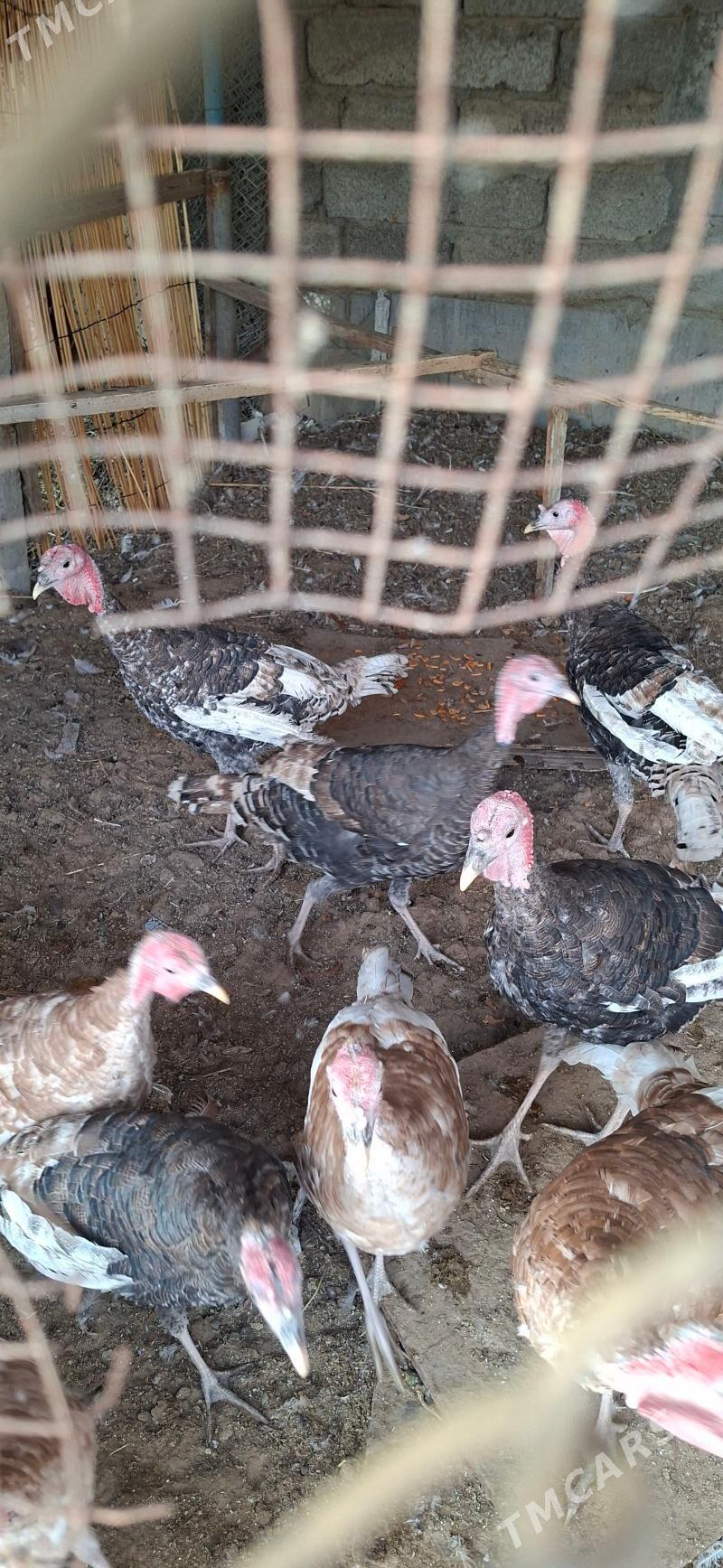 Induklar - Änew - img 3