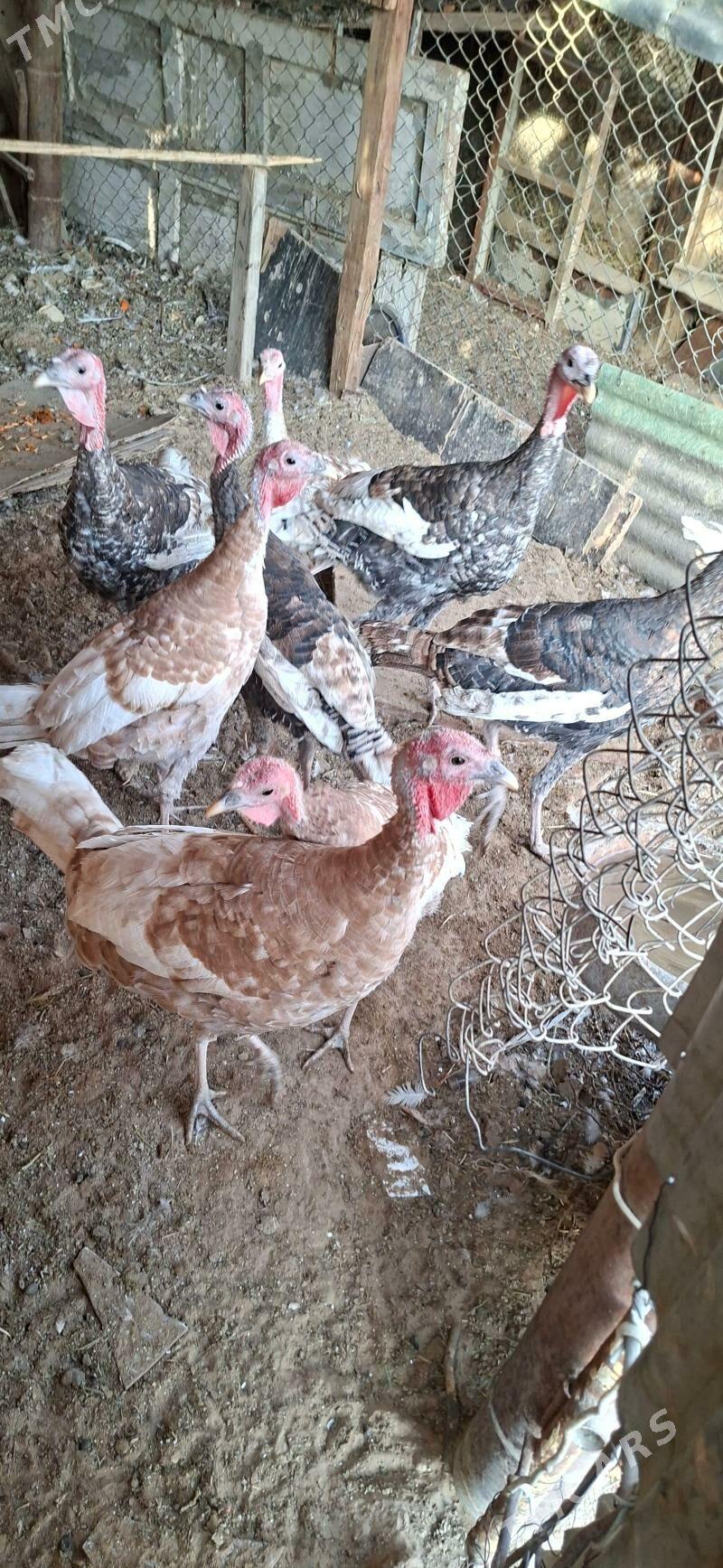 Induklar - Änew - img 2