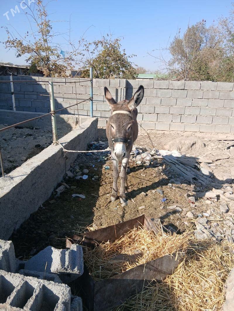 Eşek - Ак-Бугдайский этрап - img 1