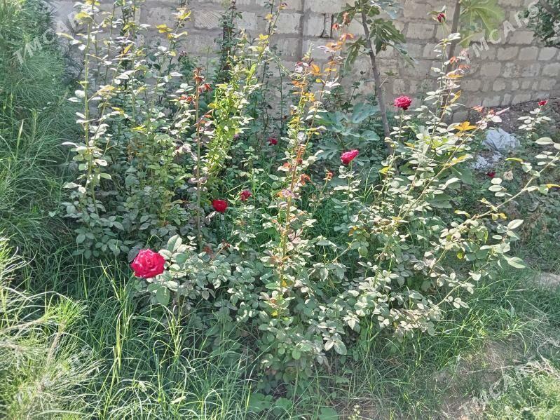 Sosna - Balkanabat - img 2