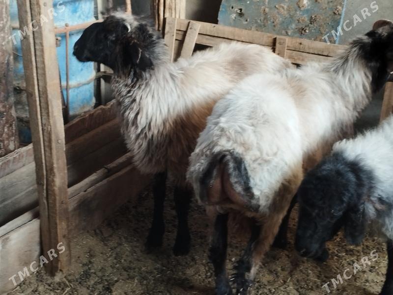 işşek - Aşgabat - img 3