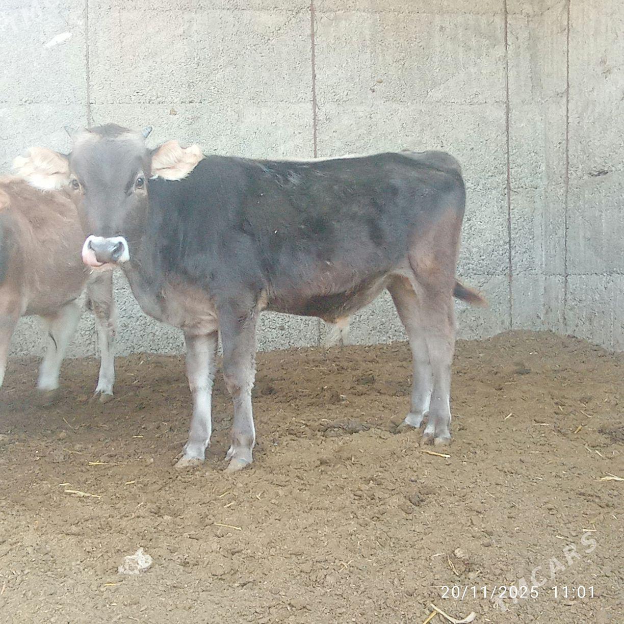 Okuz - Ашхабад - img 2