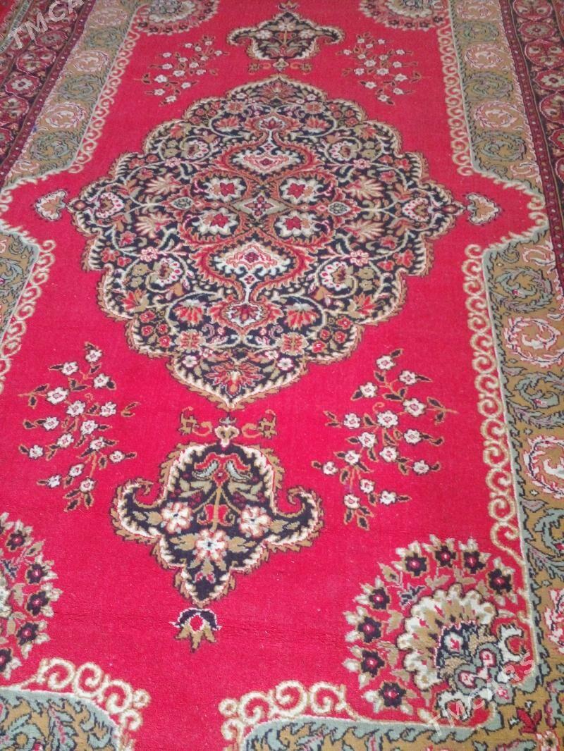 Haly - Bäherden - img 2