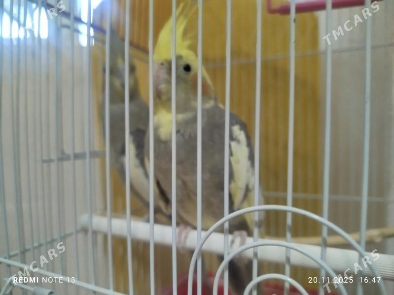 Popugay Попугай - Murgap - img 3