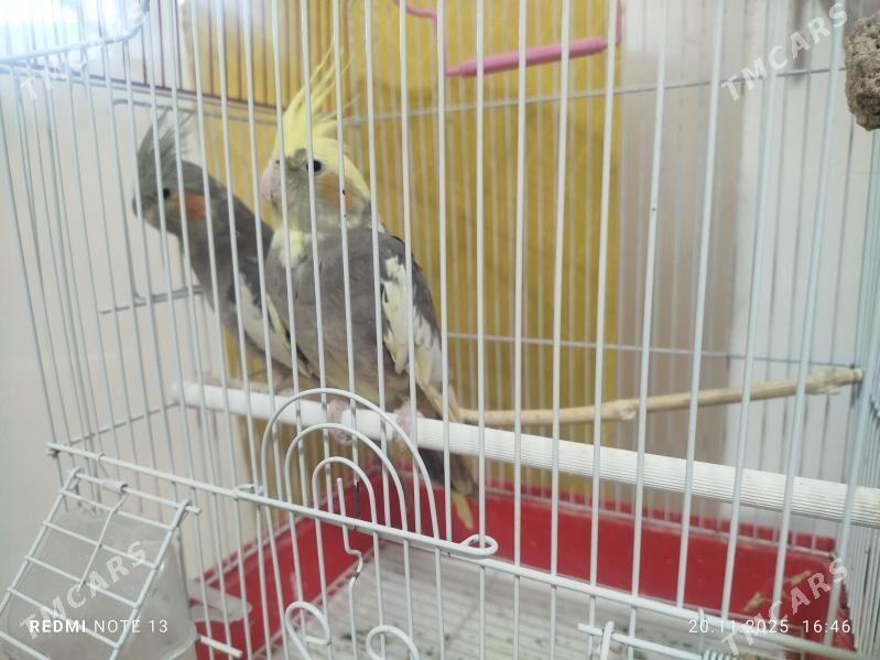 Popugay Попугай - Murgap - img 4