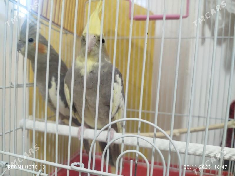 Popugay Попугай - Murgap - img 5