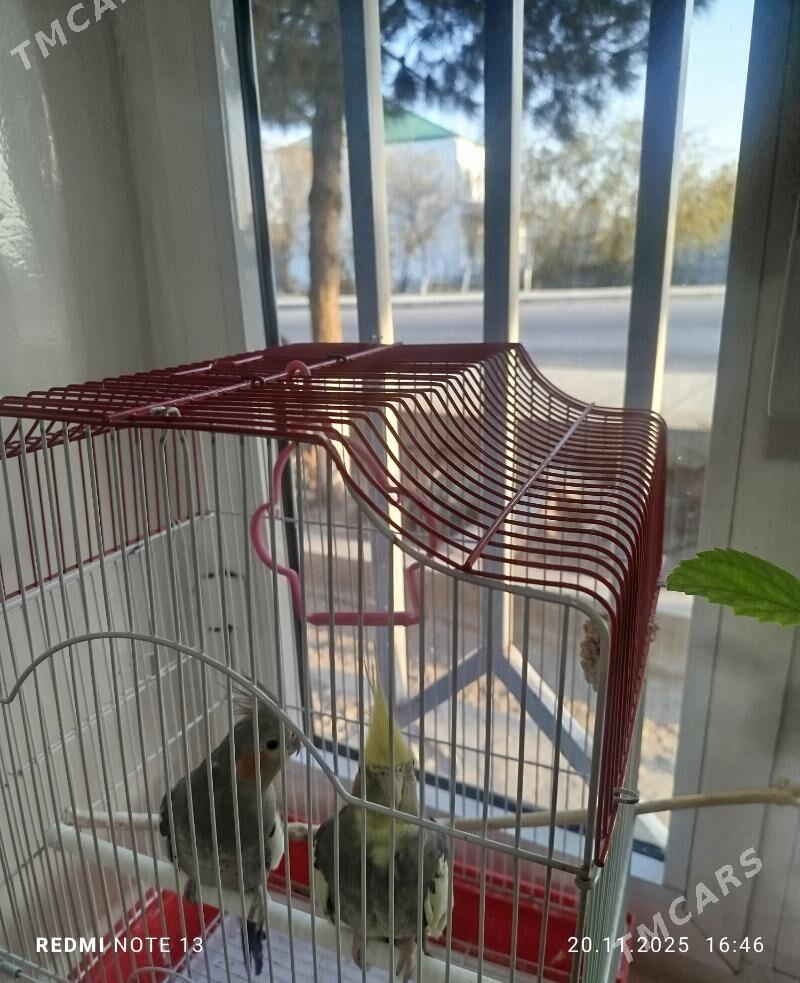 Popugay Попугай - Murgap - img 6