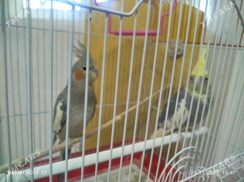 Popugay Попугай - Murgap - img 2