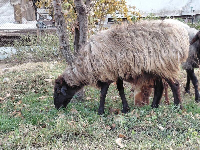 goyun bogaz - Ашхабад - img 3