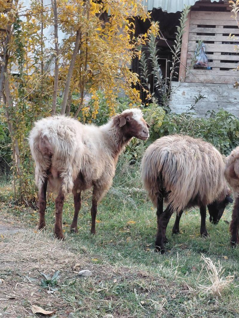 goyun bogaz - Ашхабад - img 4