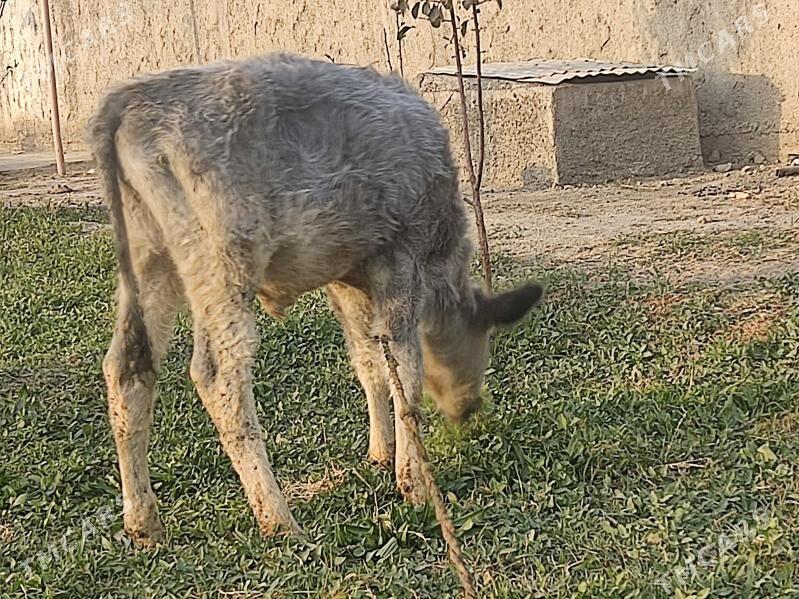 okuzce - Gökdepe - img 2