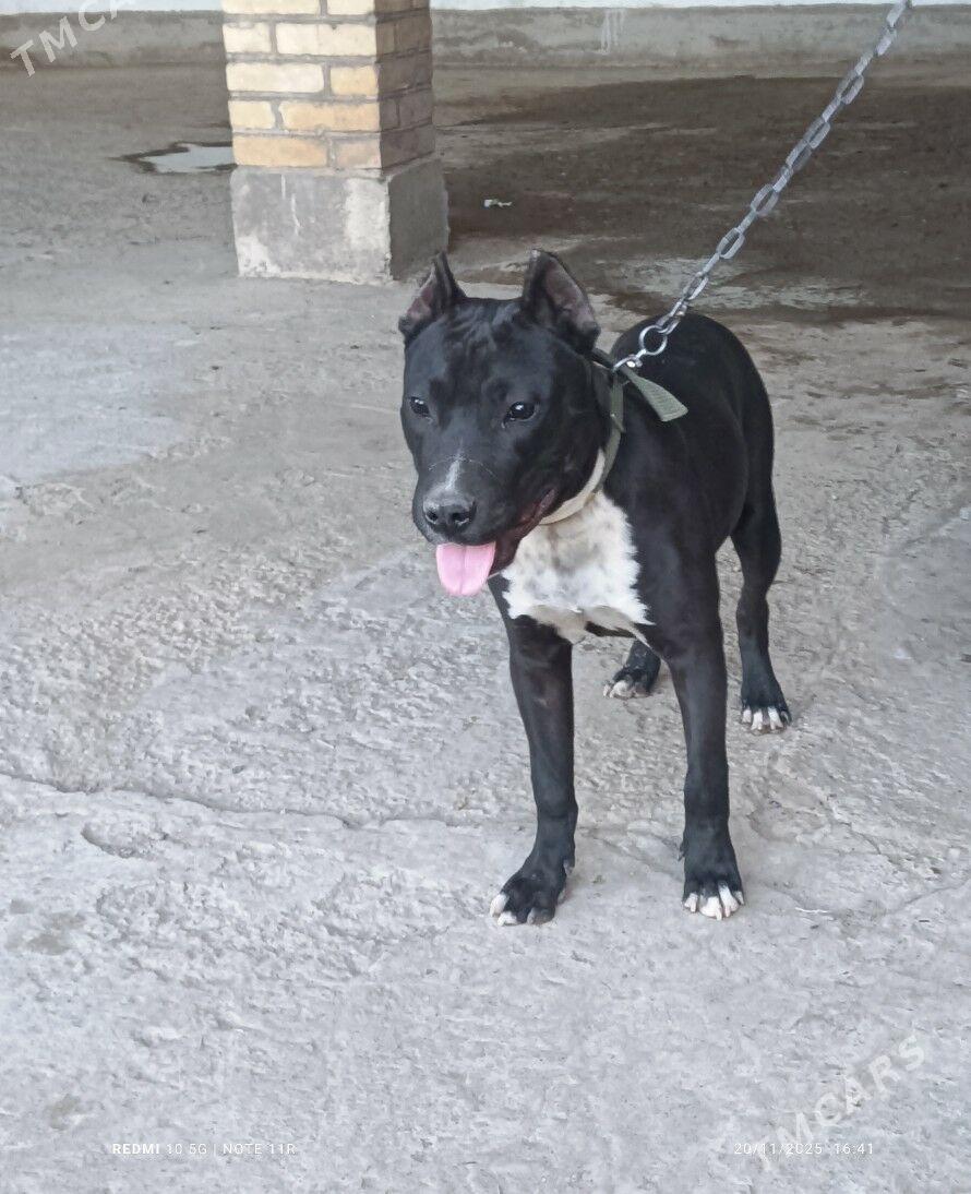 Pitbull - Фарап - img 2