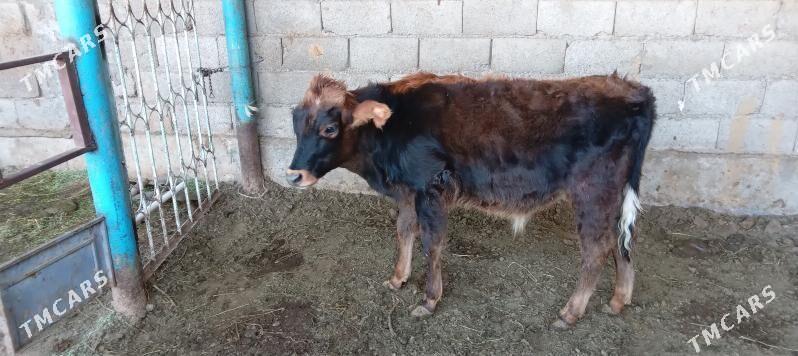 őkűz - Анев - img 4