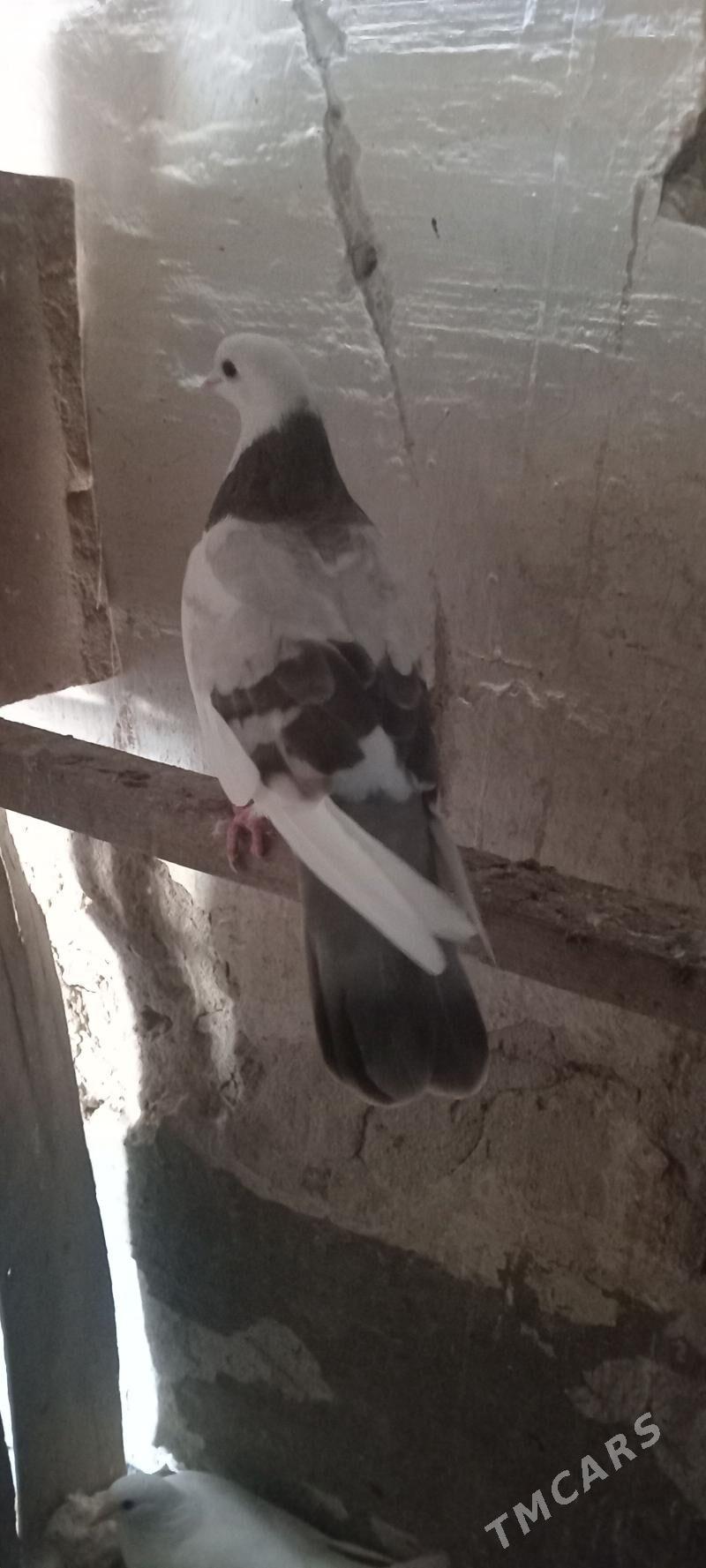 kepderi - Gyzylarbat - img 3