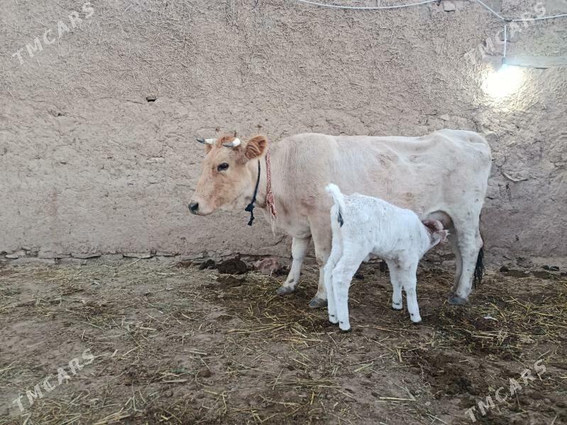 goleli sygyr - Бахарден - img 3