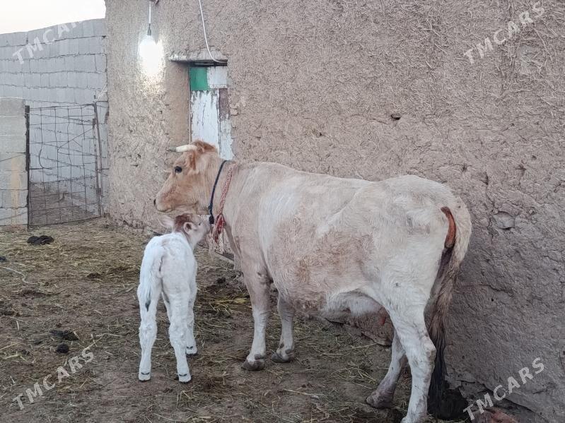 goleli sygyr - Бахарден - img 1