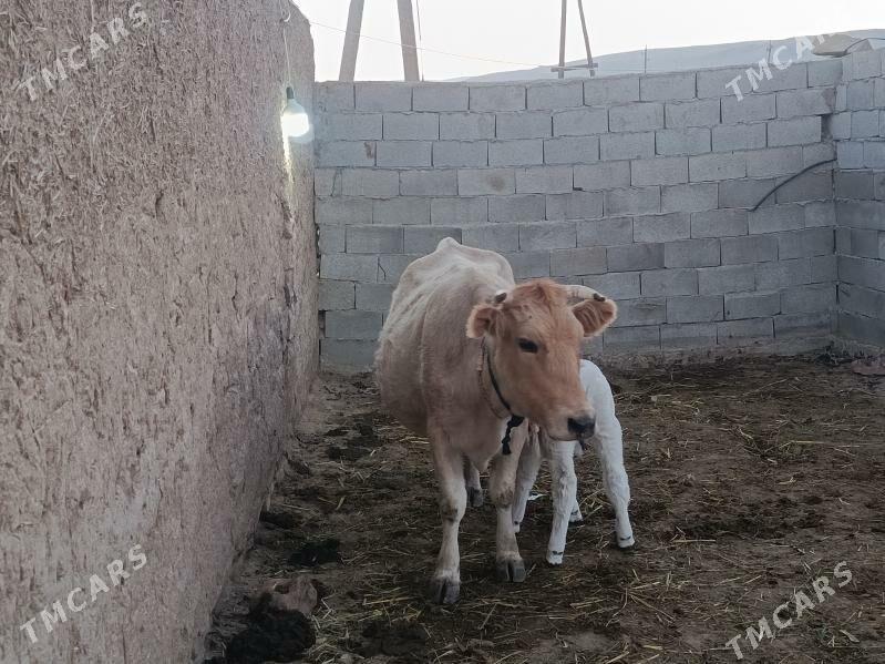 goleli sygyr - Бахарден - img 2