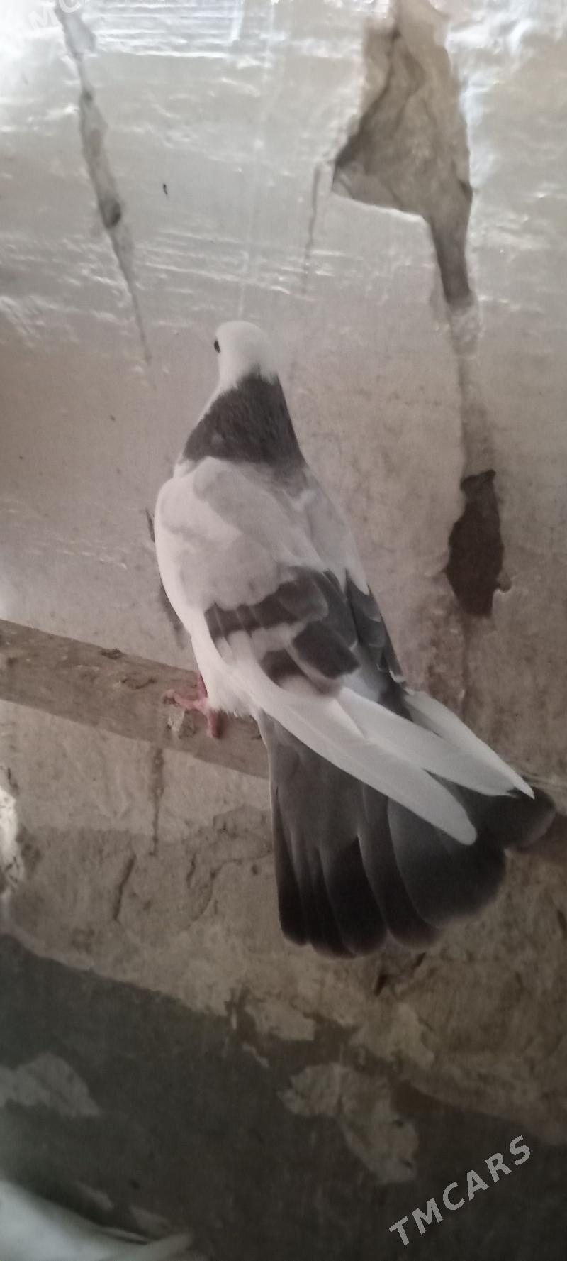 kepderi - Gyzylarbat - img 2