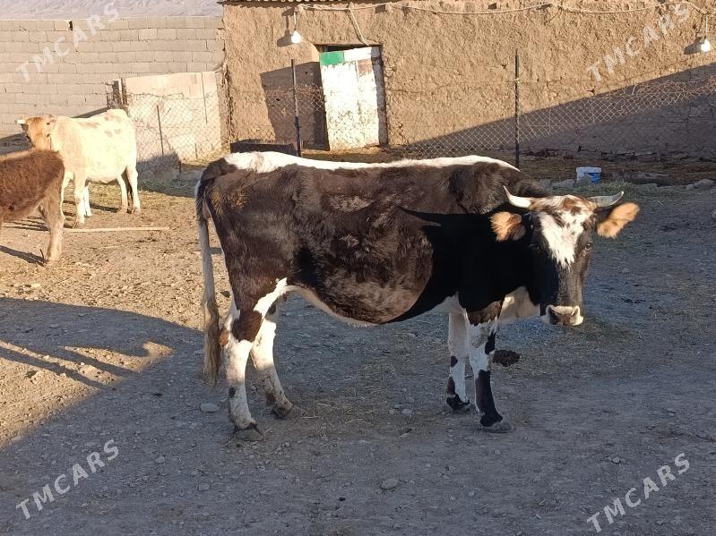 goleli sygyr - Бахарден - img 6