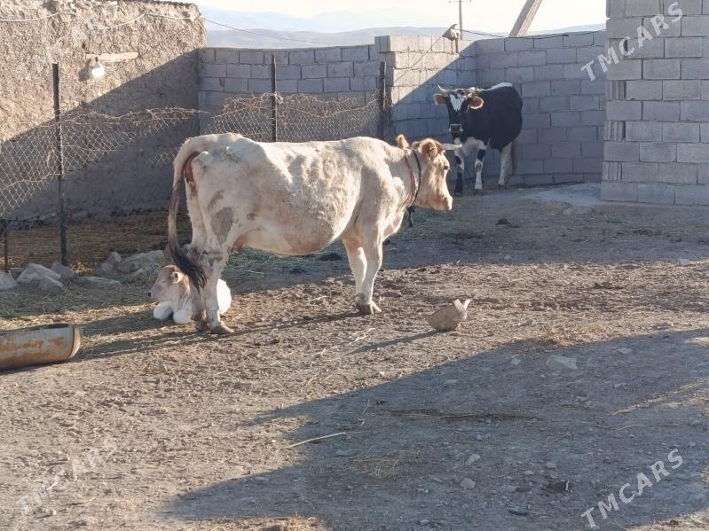 goleli sygyr - Бахарден - img 4