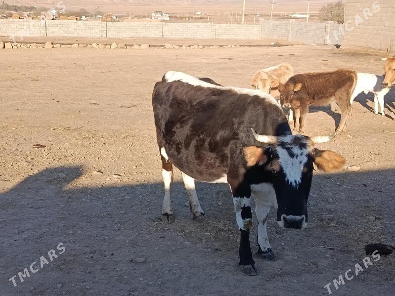 goleli sygyr - Бахарден - img 5