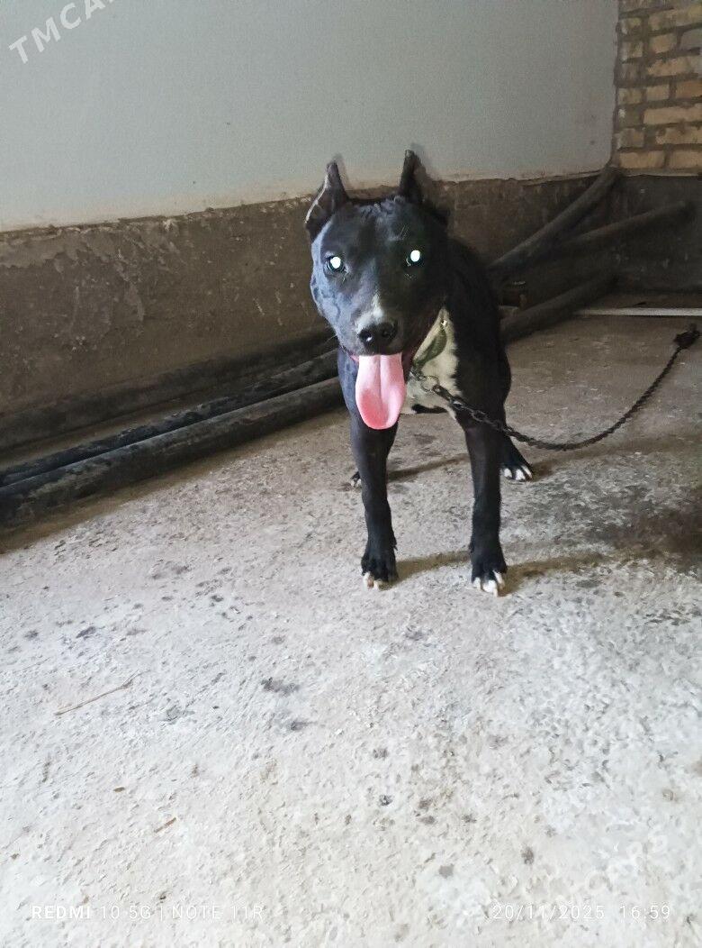 Pitbull - Фарап - img 3