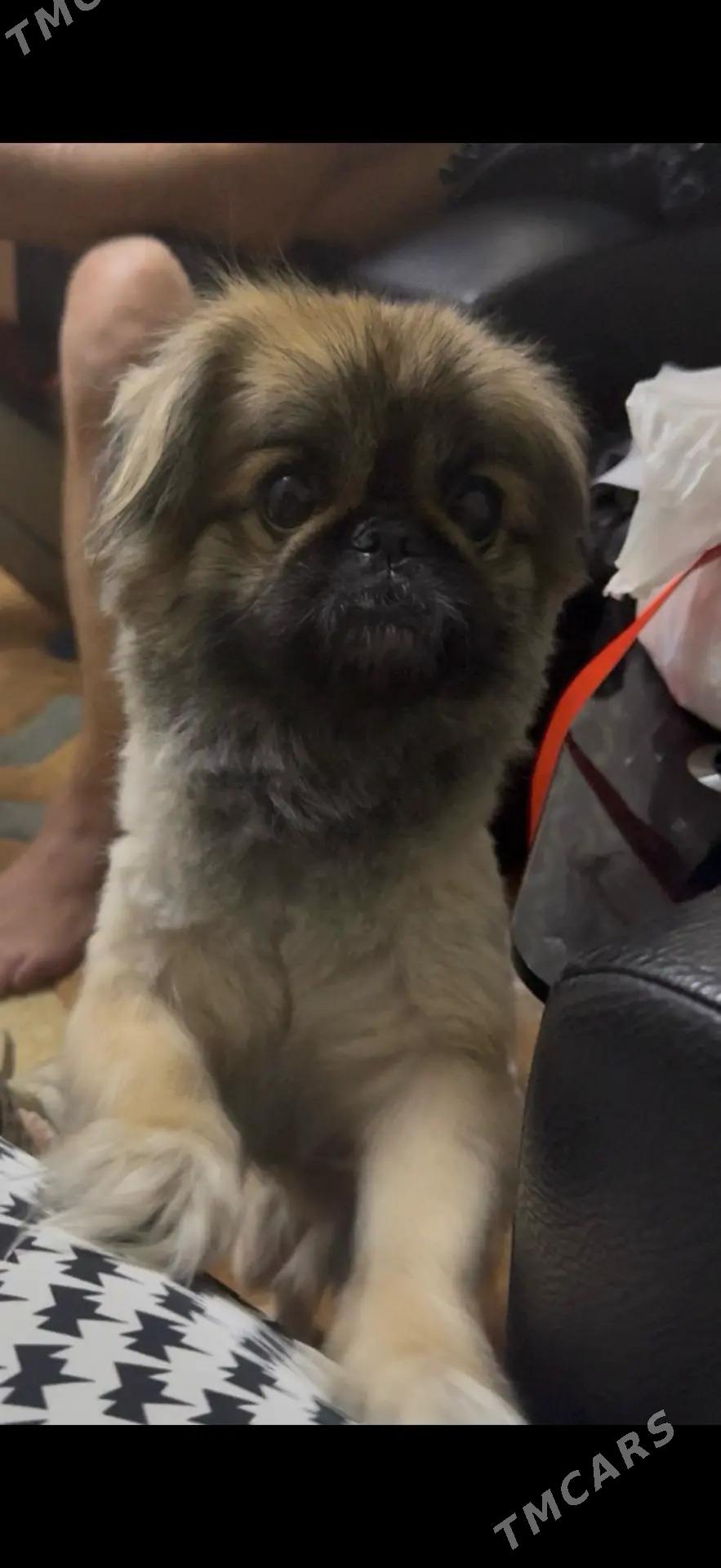 Собака Пекинес - Ашхабад - img 3