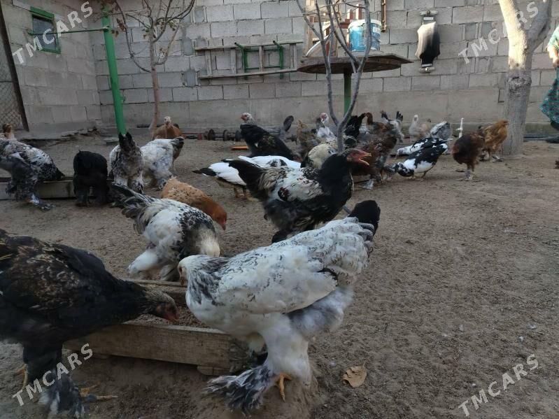 Куры - Хазар - img 1