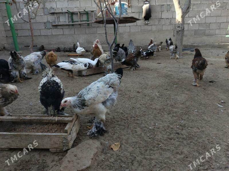 Куры - Хазар - img 2