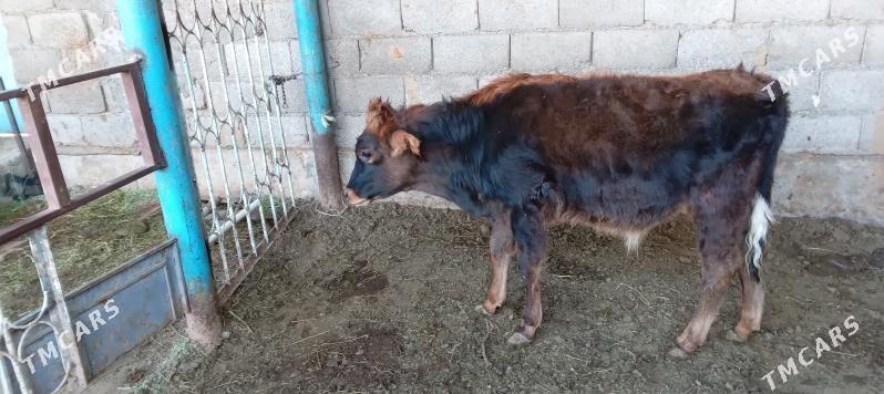 őkűz - Анев - img 6