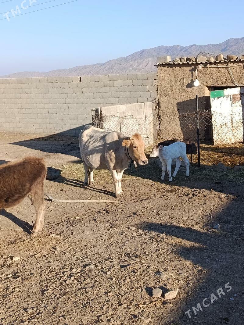 goleli sygyr - Бахарден - img 8