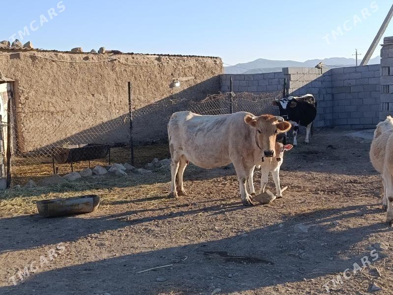 goleli sygyr - Бахарден - img 7