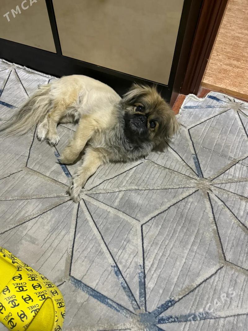 Собака Пекинес - Ашхабад - img 2