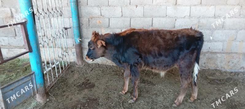 őkűz - Анев - img 2