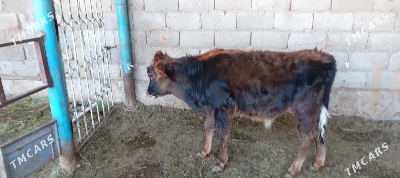 őkűz - Анев - img 3