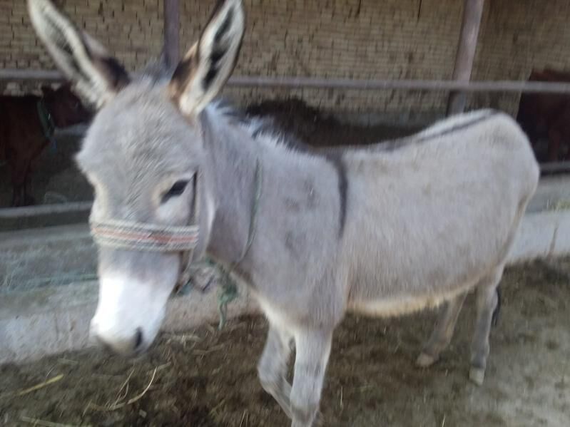 Eşek we araba - Çärjew - img 4