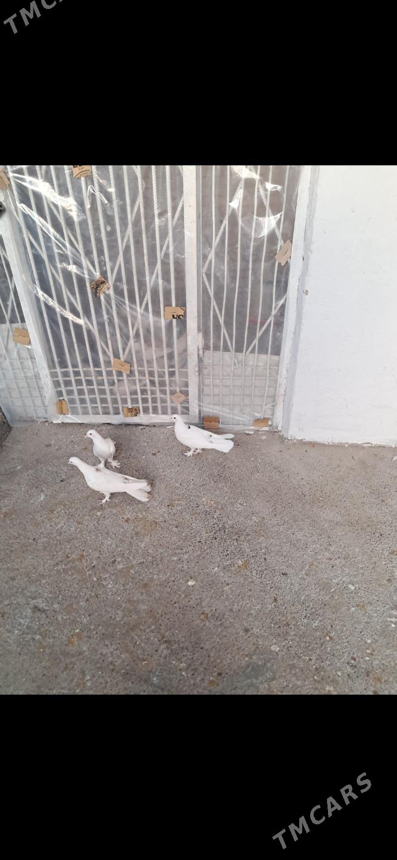 kepderi - Aşgabat - img 3