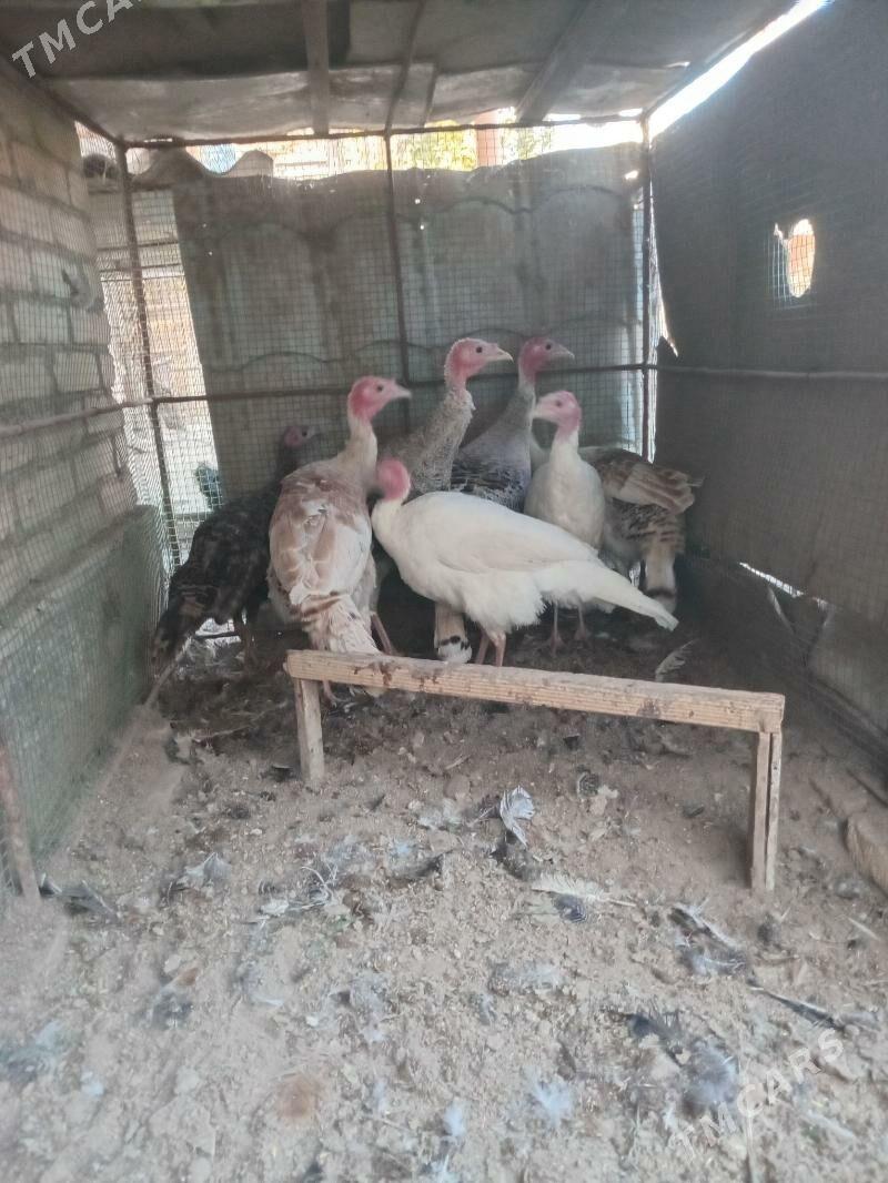 индюк, - Farap - img 5