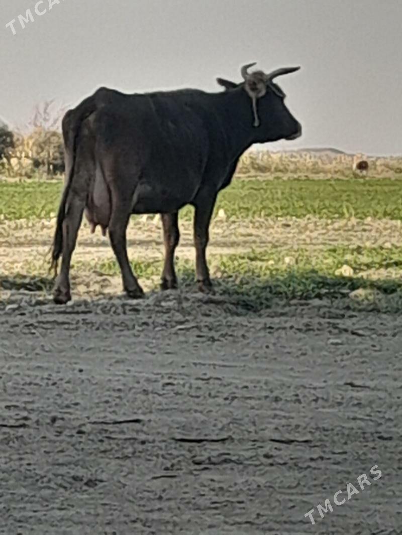 goleli sygyr - Бахарден - img 3